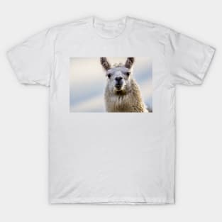 Cute Alpaca Portrait Wall Art Photograph T-Shirt